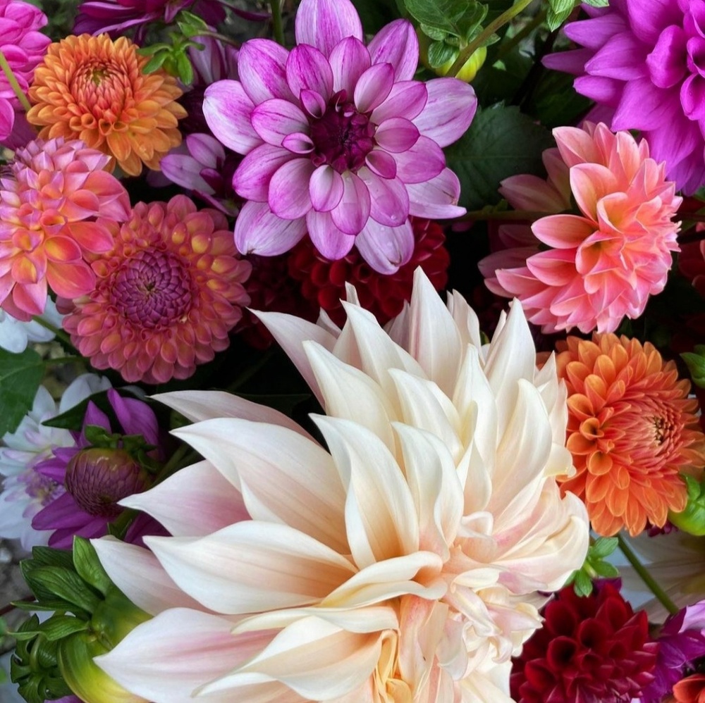 Meet your Posher, Jona